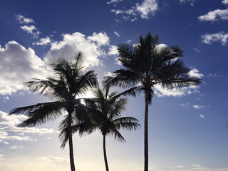 Fototapeta na wymiar palm trees 
