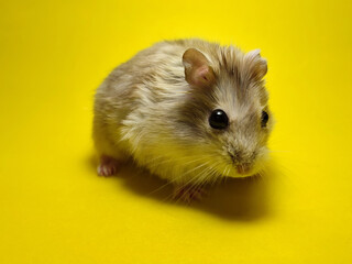 hamster on a yellow background