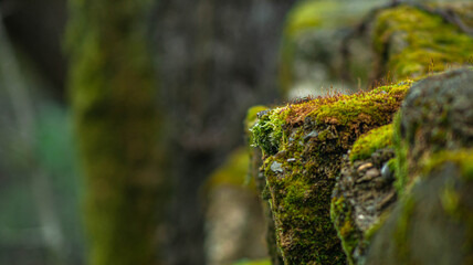 moss on the stone