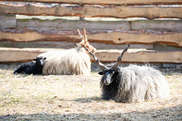 Farm Sheep Or Ram With Large Horns Grazing in Field