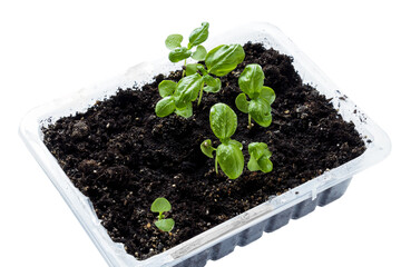Growing Microgreens On Plastic White Cup.