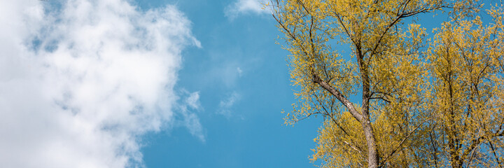 Tree blue sky, tree top against blue sky on a sunny day