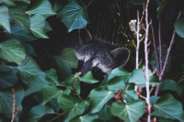 Waschbär im Baum hinter Blättern