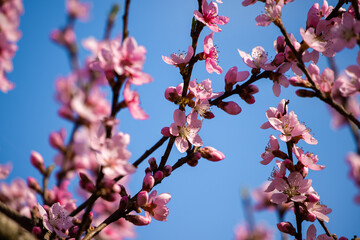 Apricot blossom. Pink color Apricot blossom with blue sky background.