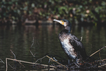 Kormoran am Nest