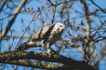 Mäussebussard im Stadtpark