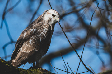Mäussebussard im Stadtpark