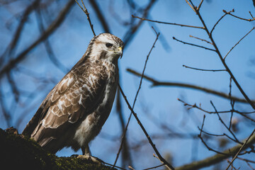 Mäussebussard im Stadtpark