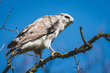 Mäussebussard im Stadtpark