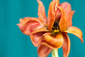Tulpen in orange, grün/blauer Hintergrund  © SONJA