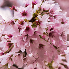 桜の華