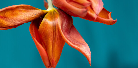 Tulpen in orange, grün/blauer Hintergrund  © SONJA