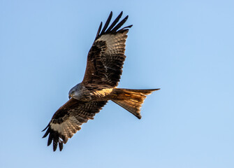 Obraz premium Rotmilan