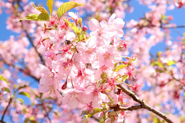 桜 美しい サクラ 花見 花びら 淡い 綺麗 美しい 満開 春 綺麗 優美 ピンク 入学 