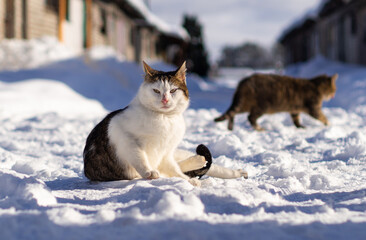 two cats in the snow © Marek