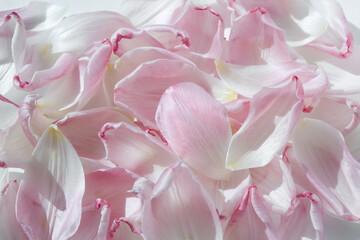 Pink fallen tulip petals. A tulip petal. A symbol of fragility and tenderness. Romantic gentle background.