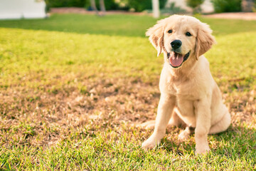 Beautiful and cute golden retriever puppy dog having fun at the park sitting on the green grass. Lovely labrador purebred doggy © Krakenimages.com