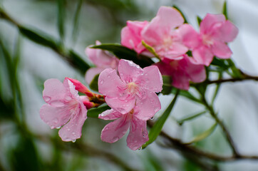 Obraz premium The morning flowers and plant in the garden after rain.