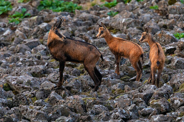 The chamois stands in the stony slope. Wild animal in its natural environment.