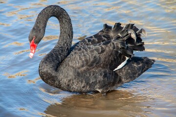 black swan on the water