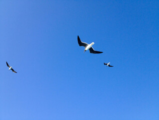 seagull in the blue sky