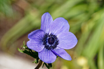 Anemone, macro blue