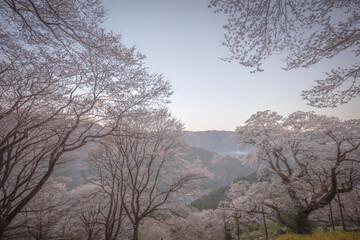高知県 ひょうたん桜