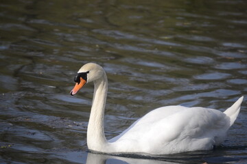 Naklejka premium A swan alone in a Pond 