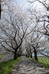 福岡県うきは市　流川桜並木