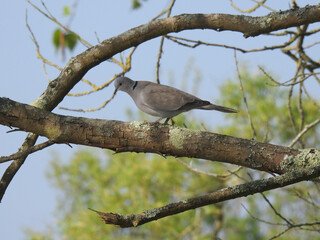 The pigeon is walking on the horizontal branch of the tree