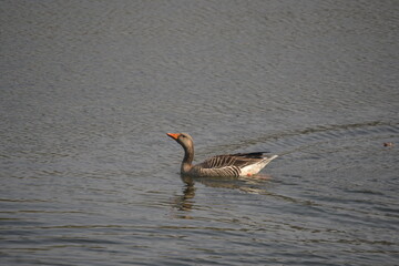 A swan alone in a Pond 