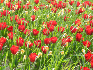 Red tulips in the garden