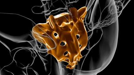 Human skeleton anatomy Sacral Bone 3D Rendering © mybox
