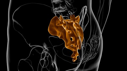 Human skeleton anatomy Sacral Bone 3D Rendering © mybox