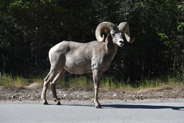 Bighorn sheep