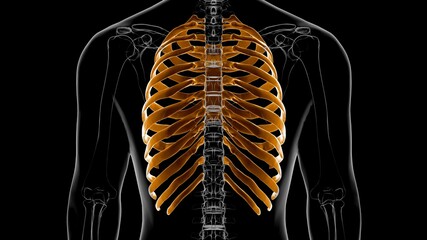 Human skeleton anatomy Rib Cage 3D Rendering © mybox