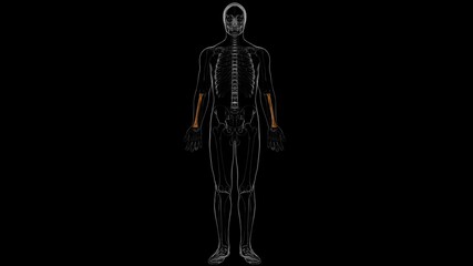 Human skeleton anatomy Radius Bone 3D Rendering