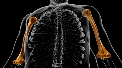 Human skeleton anatomy Humerus Bone 3D Rendering © mybox