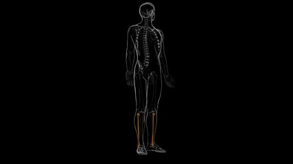 Human skeleton anatomy Fibula Bone 3D Rendering