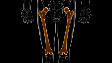 Human skeleton anatomy Femur Bone 3D Rendering © mybox