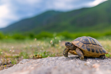 The Land turtle in its natural environment. A wild animal of Greece. The Hermanns tortoise.