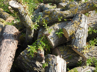 Fototapeta na wymiar Pieces of cut tree trunks lying on the stack