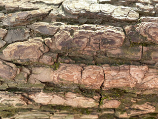 Wood texture on a bright sunny day with moss. Greens and browns. Saturated background