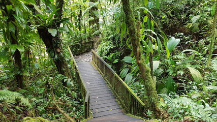 path in the jungle in Guadeloupe