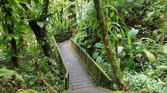 path in the jungle in Guadeloupe © Michael