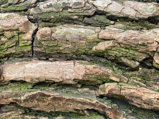 Wood texture on a bright sunny day with moss. Greens and browns. Saturated background