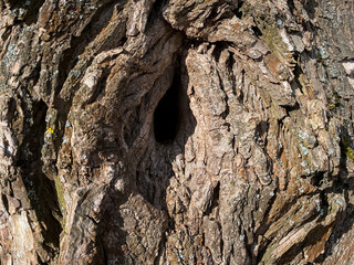 Wood texture on a bright sunny day with moss. Greens and browns. Saturated background