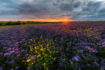 Beautiful landscape in the evening light. Gorgeous field of flowers. Blooming flowers.