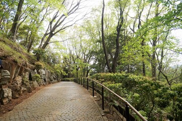 Path in the forest