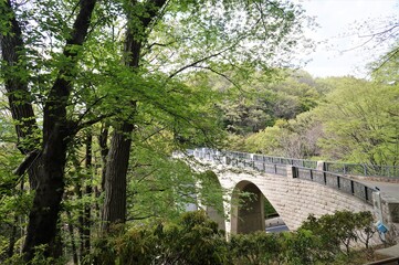 Bridge in the forest